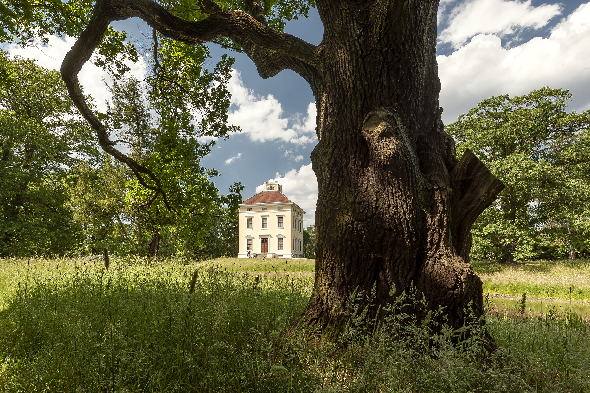 Das Schloss Luisium im Park hinter einem Baum