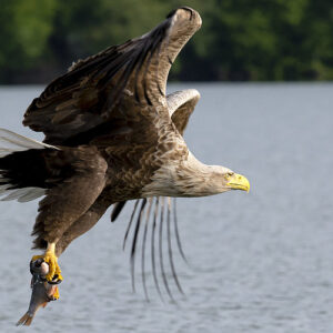 Seeadler an der Elbe
