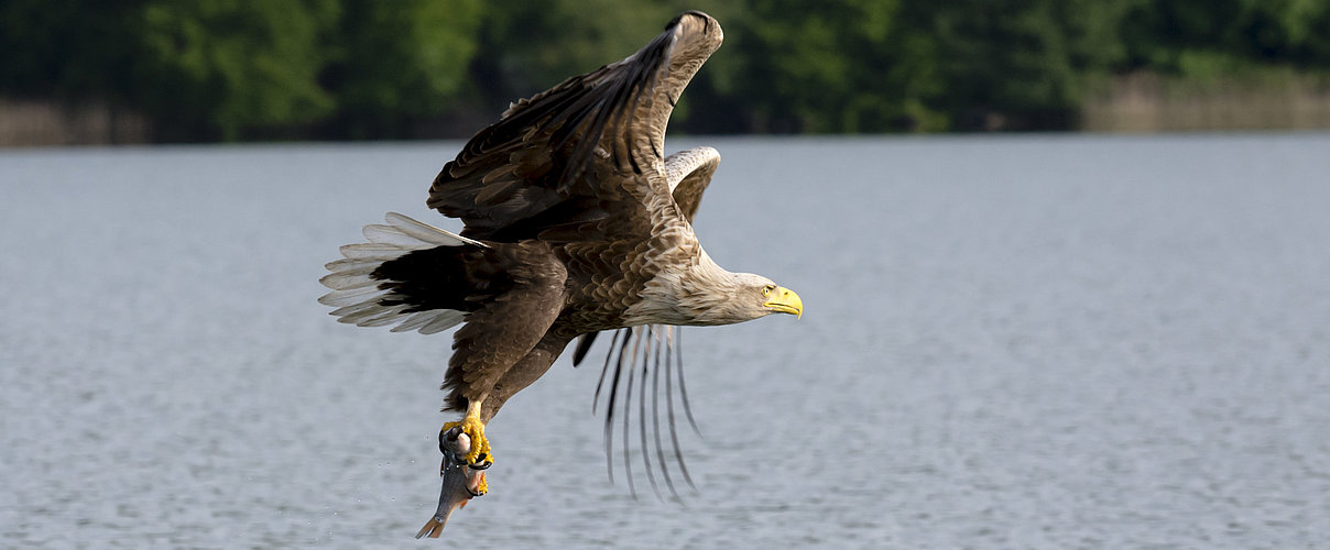 Seeadler an der Elbe