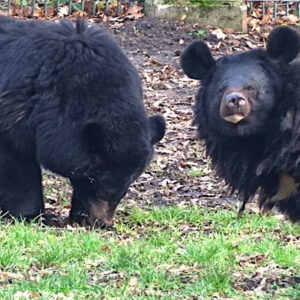 Zwei Kragenbären im Tierpark Dessau