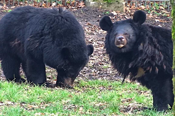 Zwei Kragenbären im Tierpark Dessau