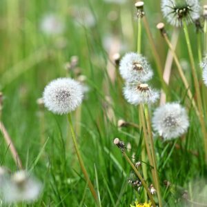 Pusteblume