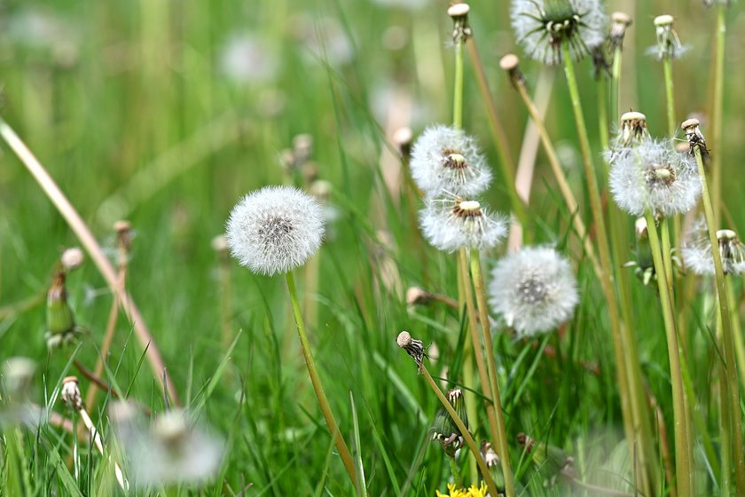 Pusteblume