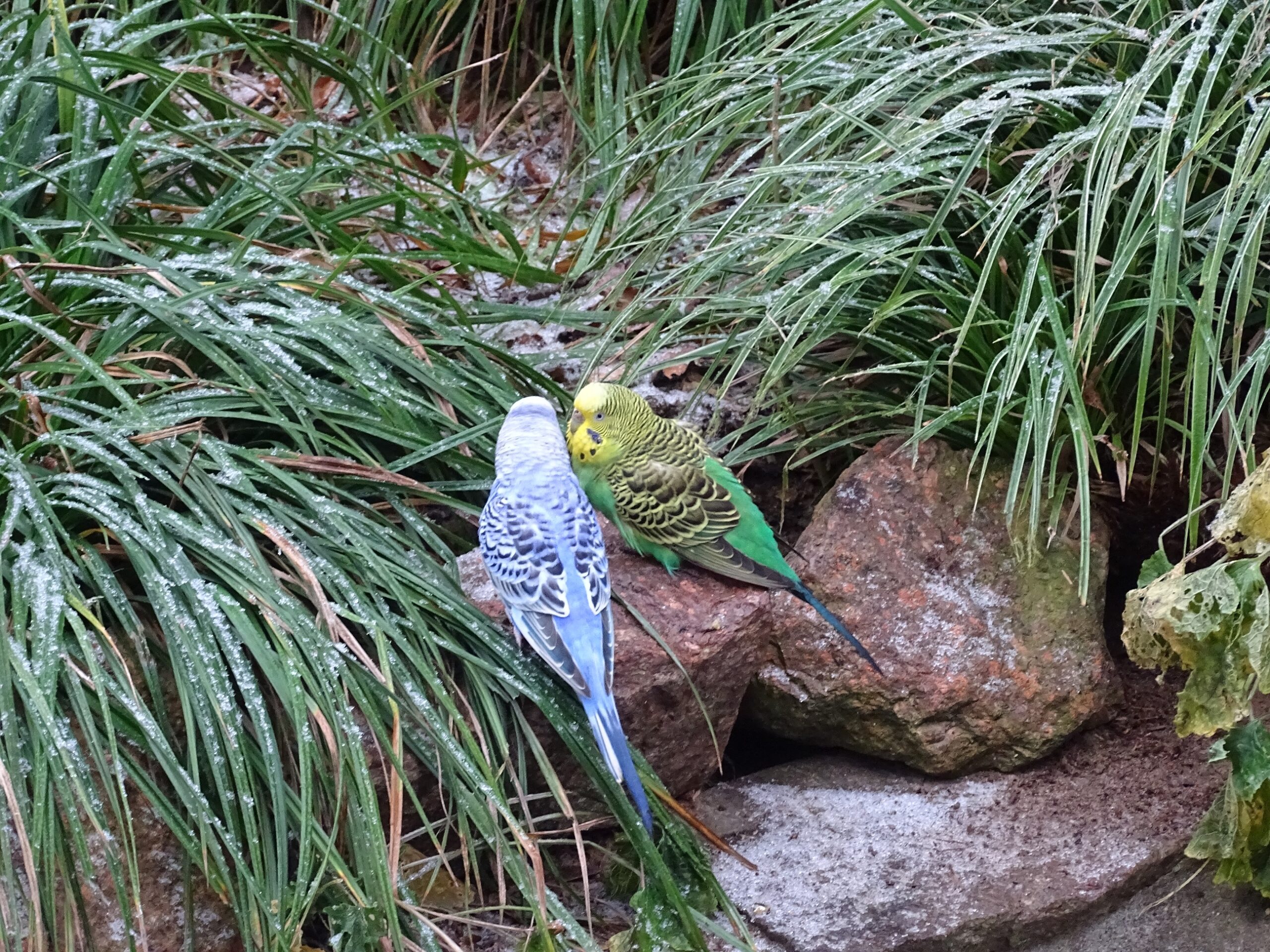 Wellensittiche im Tierpark Dessau, Foto Tierpark Dessau