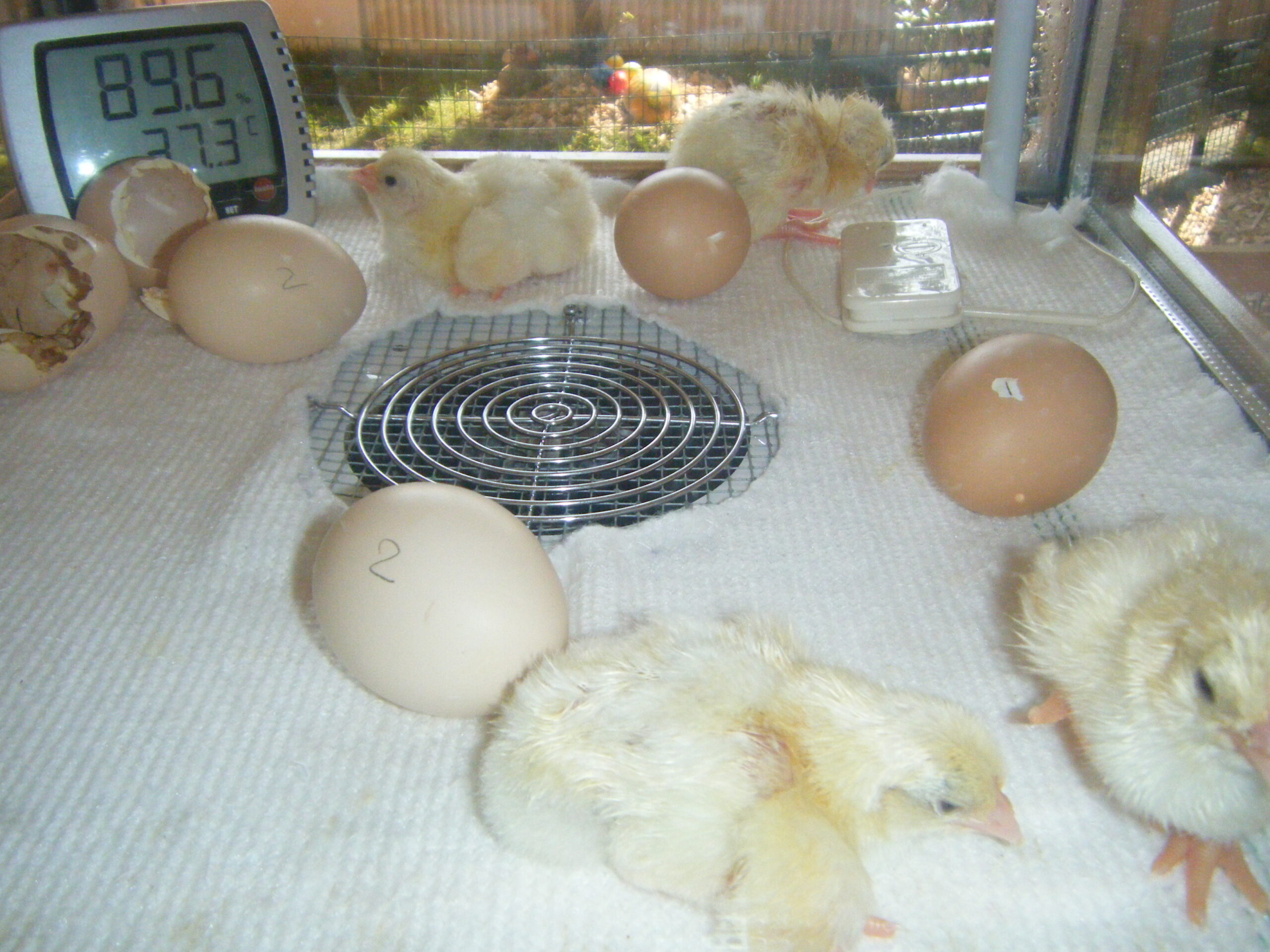 Küken die gearde aus ihren Eiern schlüpfen