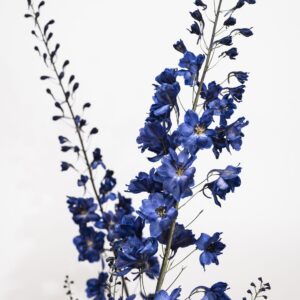 Delfinium Maximum, Ritterspornblüten, getrocknet, 2024 © Stiftung Bauhaus Dessau, Foto Thomas Meyer OSTKREUZ