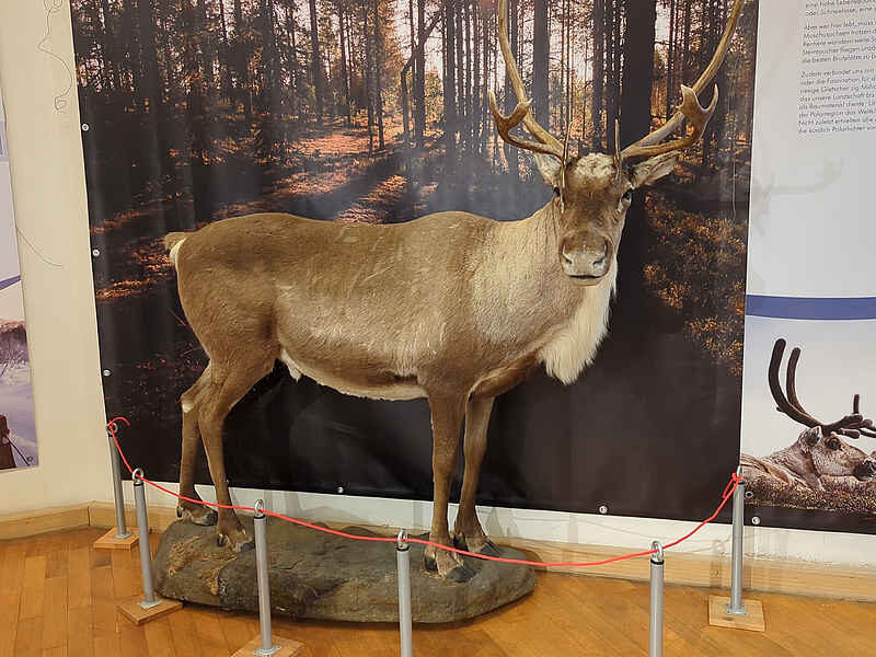 Ausstellung_Naturkundemuseum_Rentier
