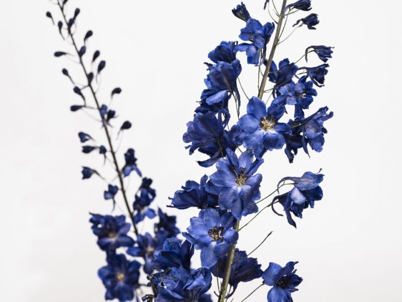 Delfinium Maximum, Ritterspornblüten, getrocknet, 2024 © Stiftung Bauhaus Dessau, Foto Thomas Meyer OSTKREUZ