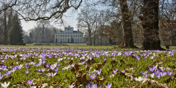 Krokuswiese im Wörlitzer Park