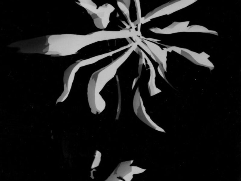László Moholy-Nagy, _o. T., Fotogramm, 1926, Stiftung Bauhaus Dessau (I 46521), (Moholy-Nagy, László) Moholy-Nagy, Hattula