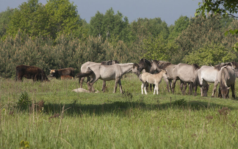 Wilde Pferde in der Oranienbaumer Heide